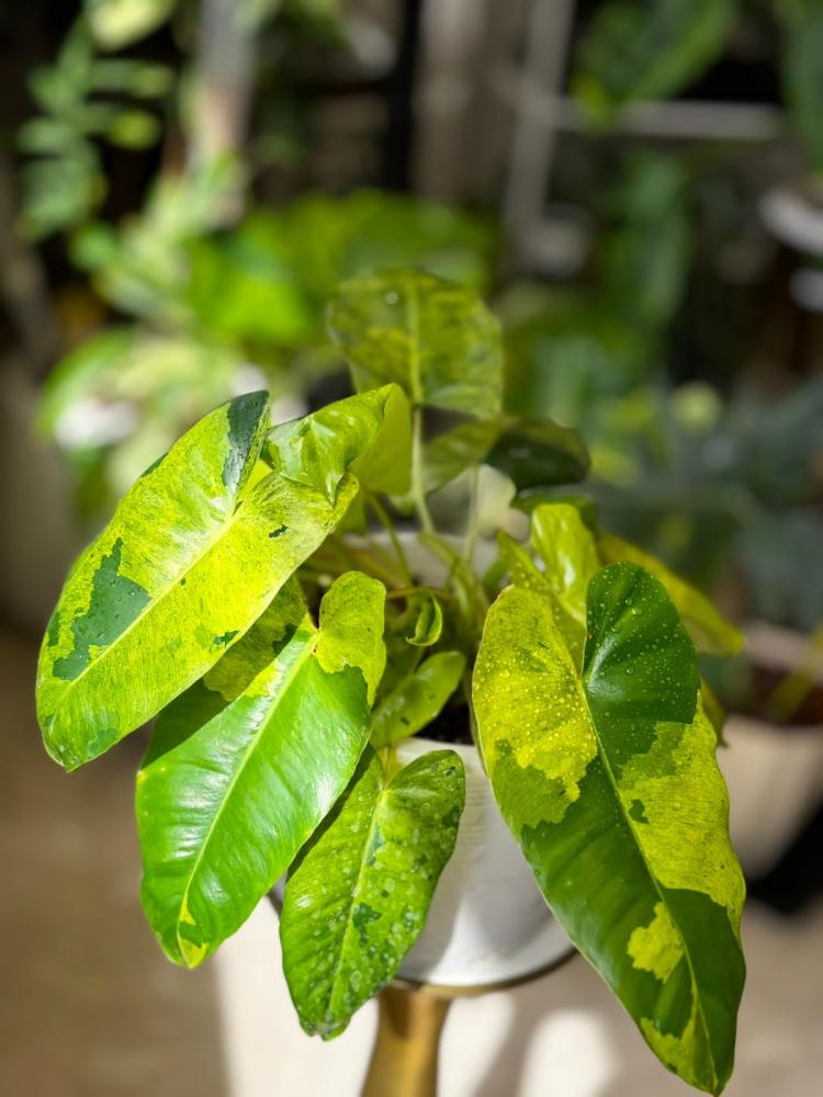 philodendron burle marx mint