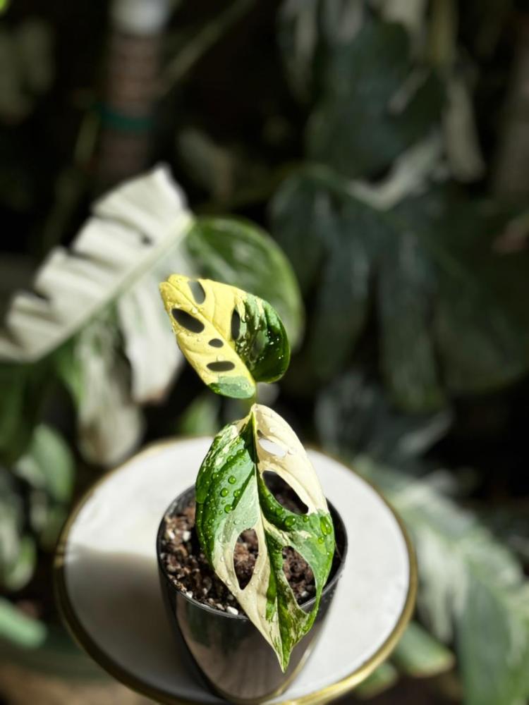 monstera acuminata albo variegated