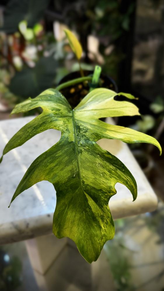 Monstera Lechleriana Variegated