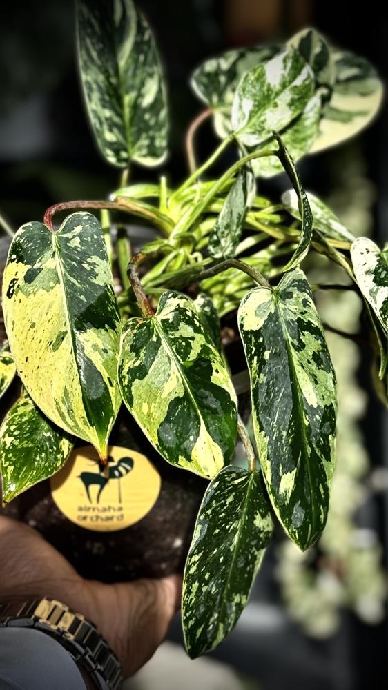 PHILODENDRON EMERALD QUEEN