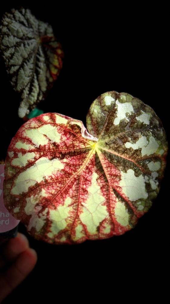 BEGONIA REX MIX VARIETIES