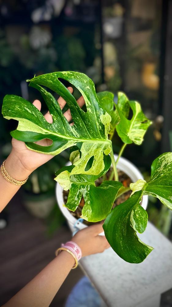 MONSTERA OCEAN MINT