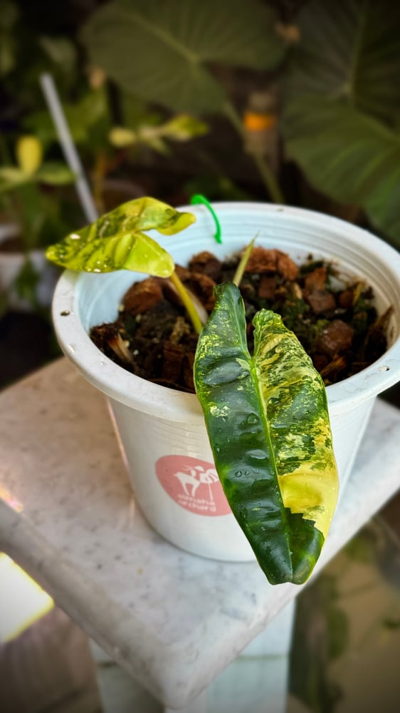 PHILODENDRON BILLIETIAE VARIEGATED
