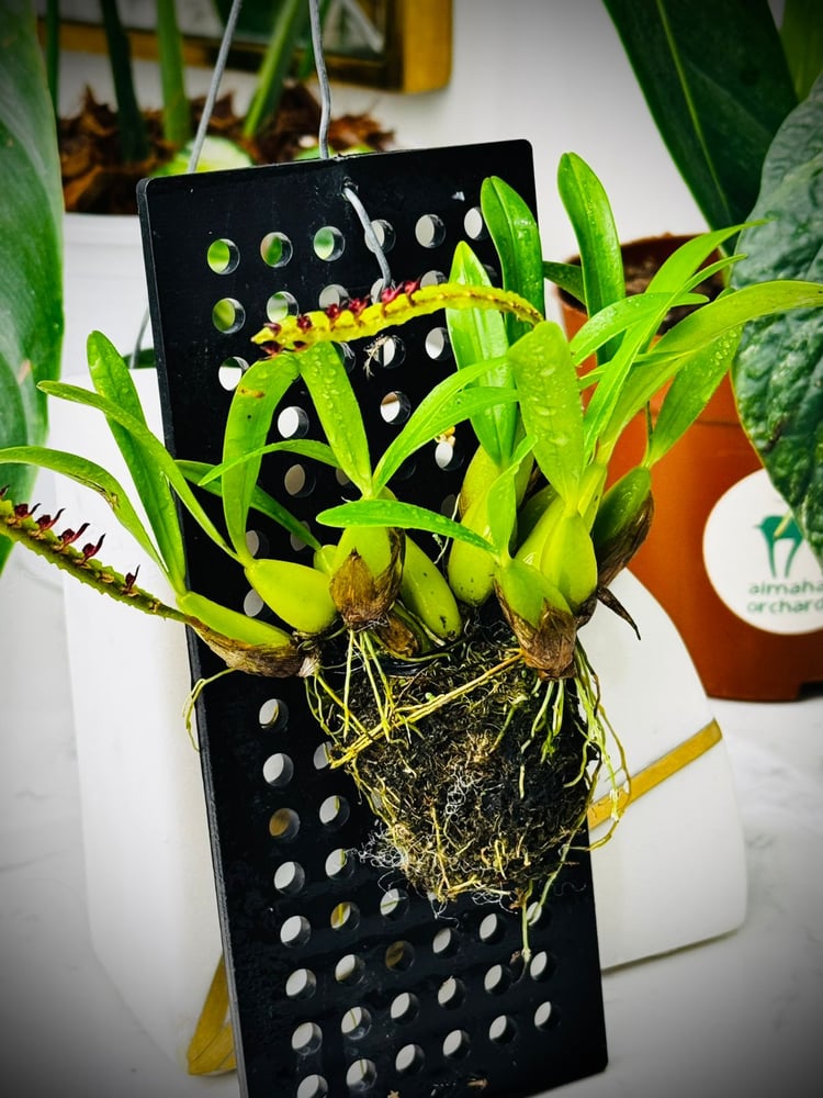BULBOPHYLLUM FALCATU