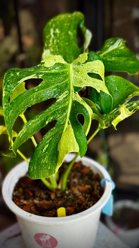 MONSTERA OCEAN MINT