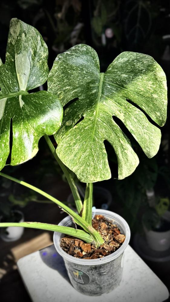 MONSTERA DELICIOSA LEGAZY