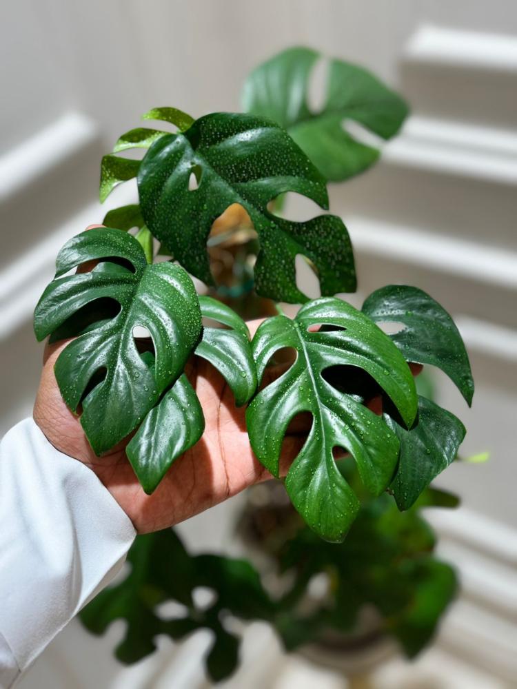 رافيدوفورا تيتراسبيرما - Rhaphidophor Tetrasperma