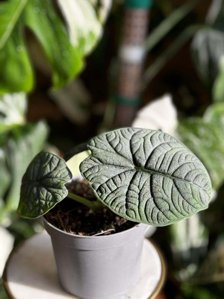 Alocasia Melo