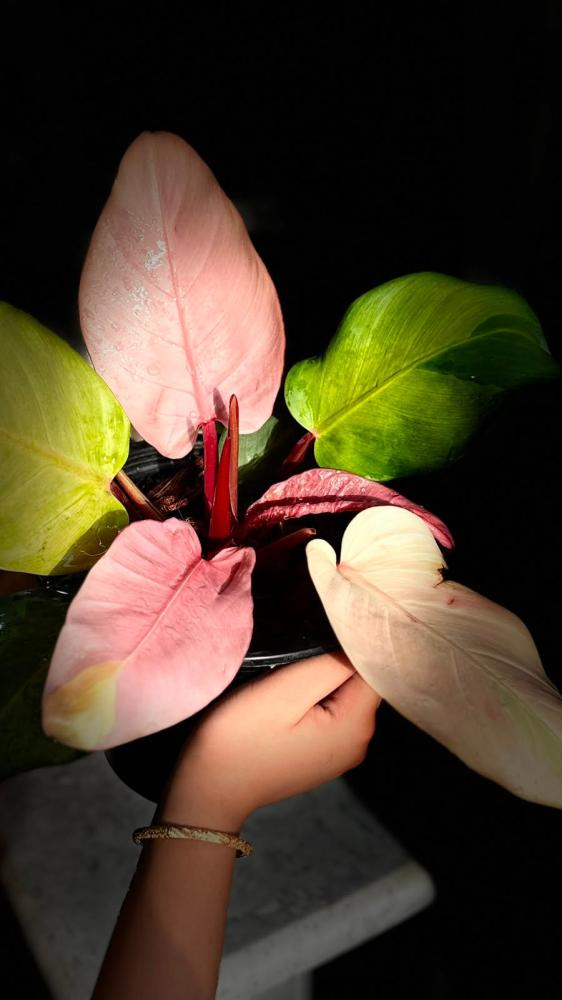 PHILODENDRON CHERRY RED MINT