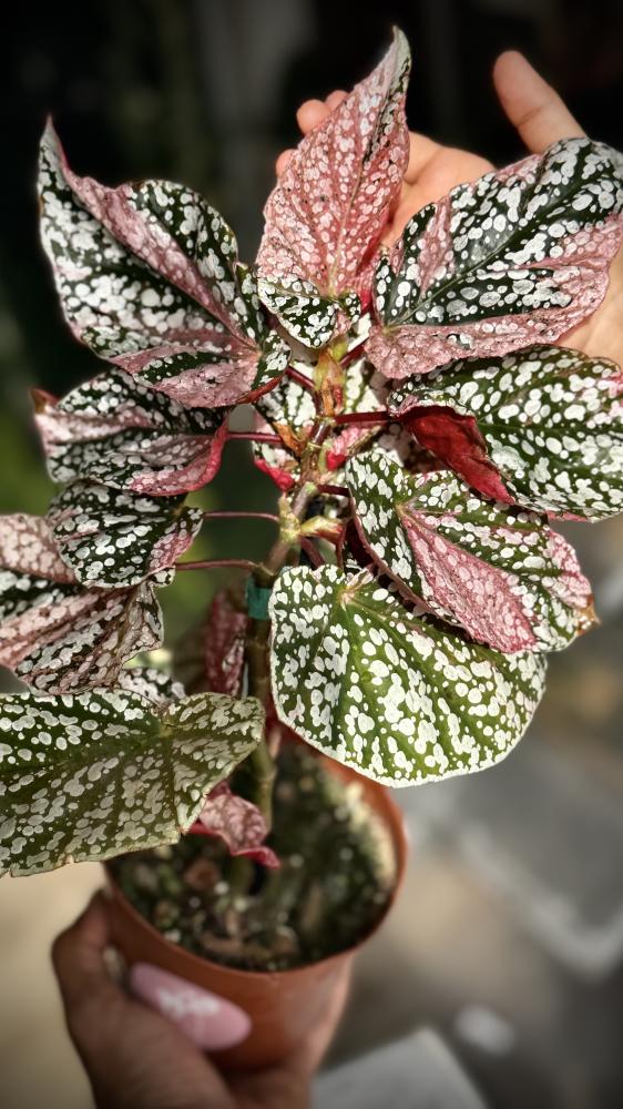 BEGONIA REX MIX VARIETIES