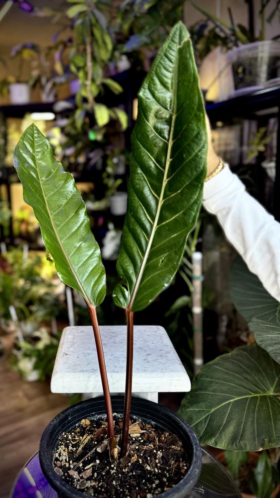 ANTHURIUM HOOKERI BLACK DRAGON