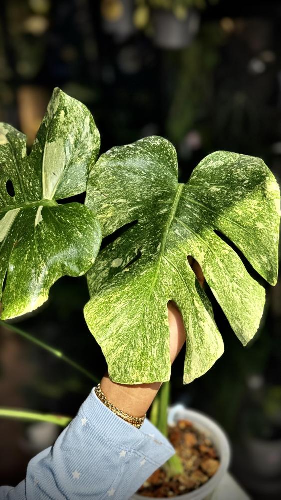 MONSTERA DELICIOSA LEGAZY