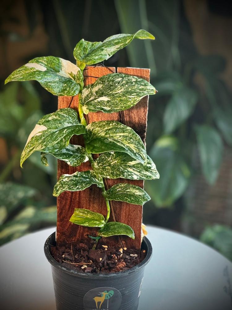 RHAPHIDOPHORA KORTHALSII VARIEGATED