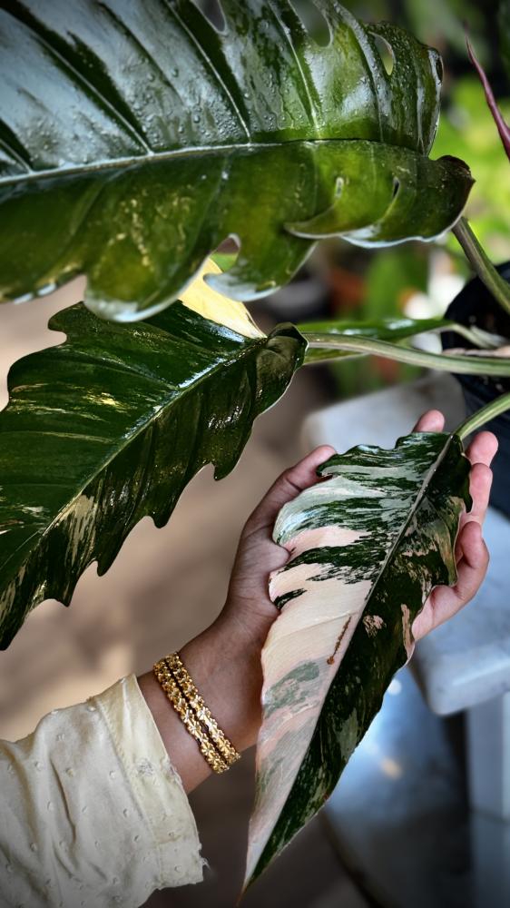 Philodendron Caramel Marble