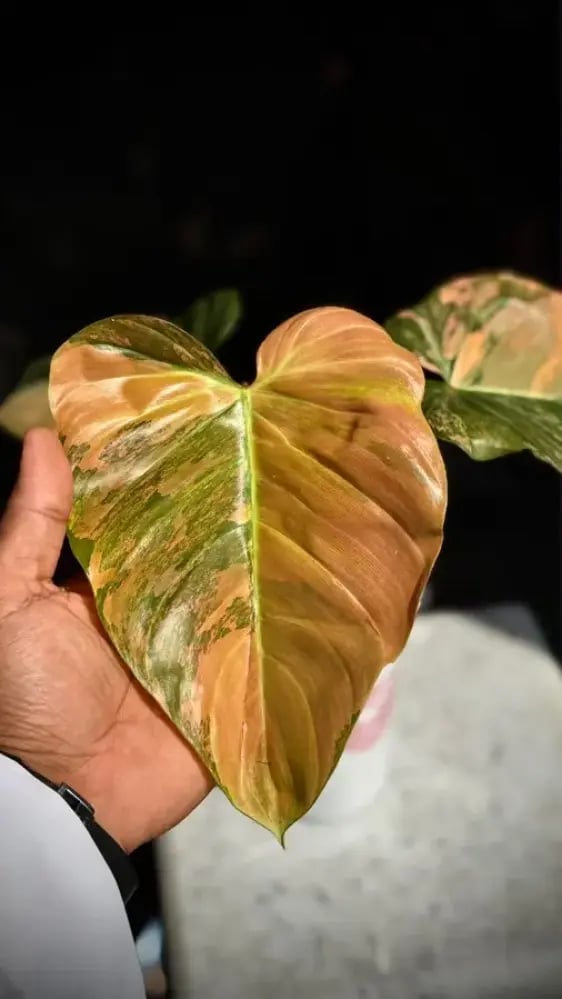 Philodendron Florida beauty x Nangaritense