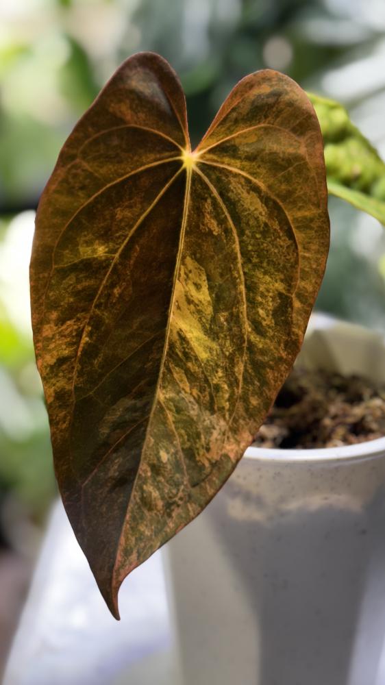 ANTHURIUM HYBRID VARIEGATED