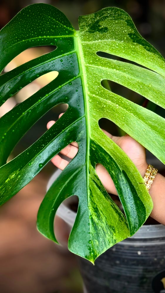 MONSTERA DELICIOSA MINT