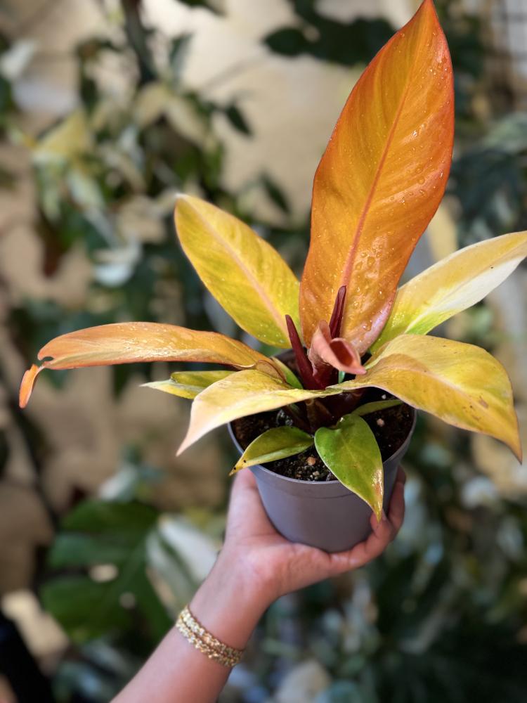 philodendron prince of orange
