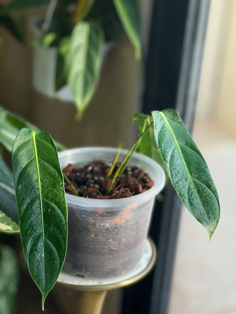 PHILODENDRON PATRICIAE