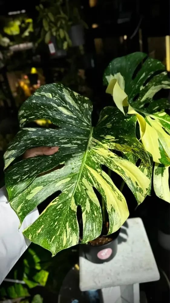 MONSTERA CREME BRULEE