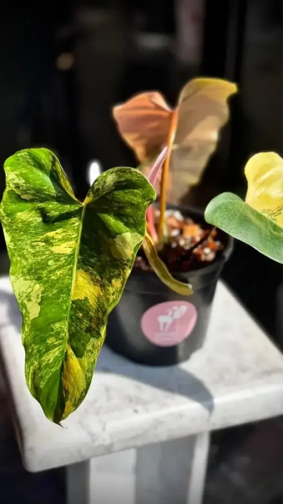 Philodendron (Florida x Mayoi) x Black Bellietiae