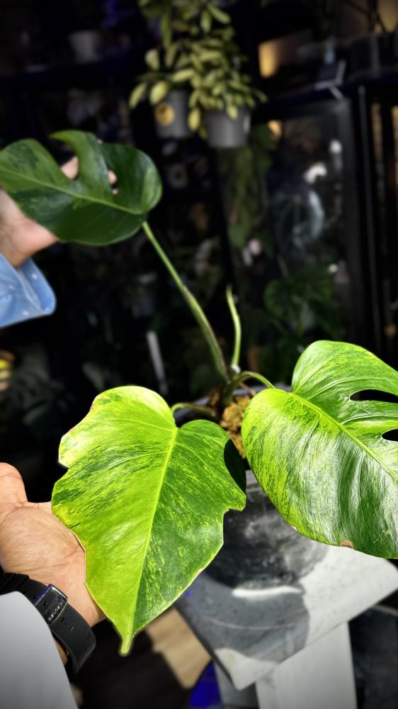 MONSTERA GREEN ON GREEN