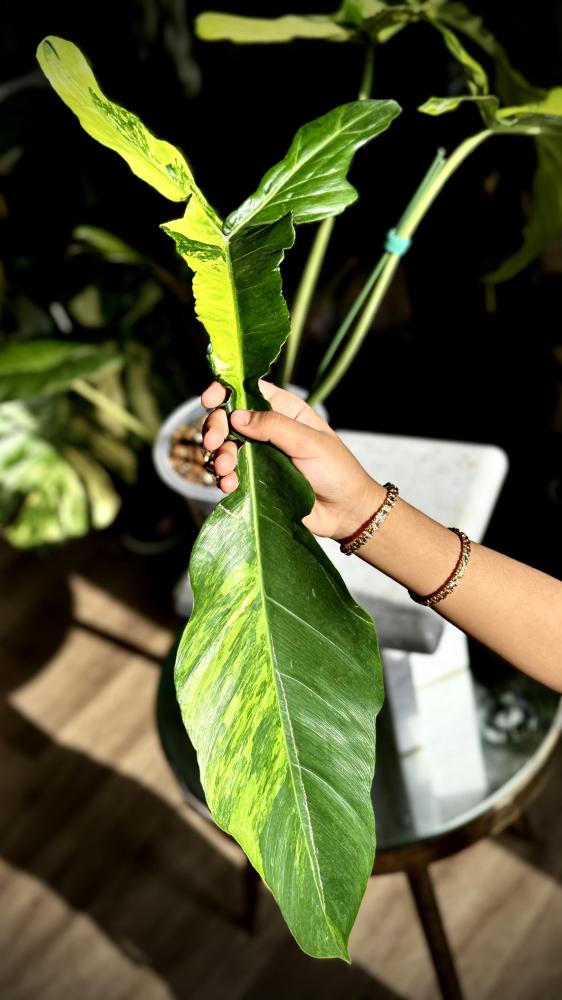 philodendron joepii variegated