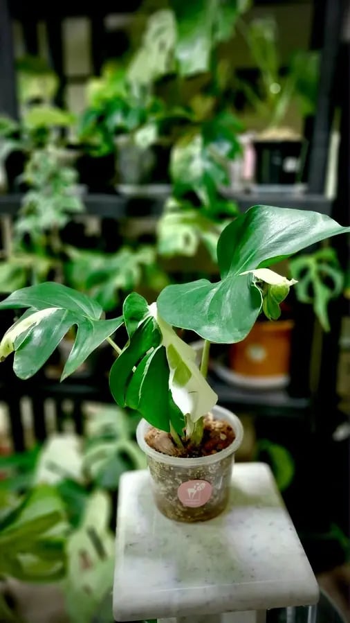 MONSTERA WHITE LAVA