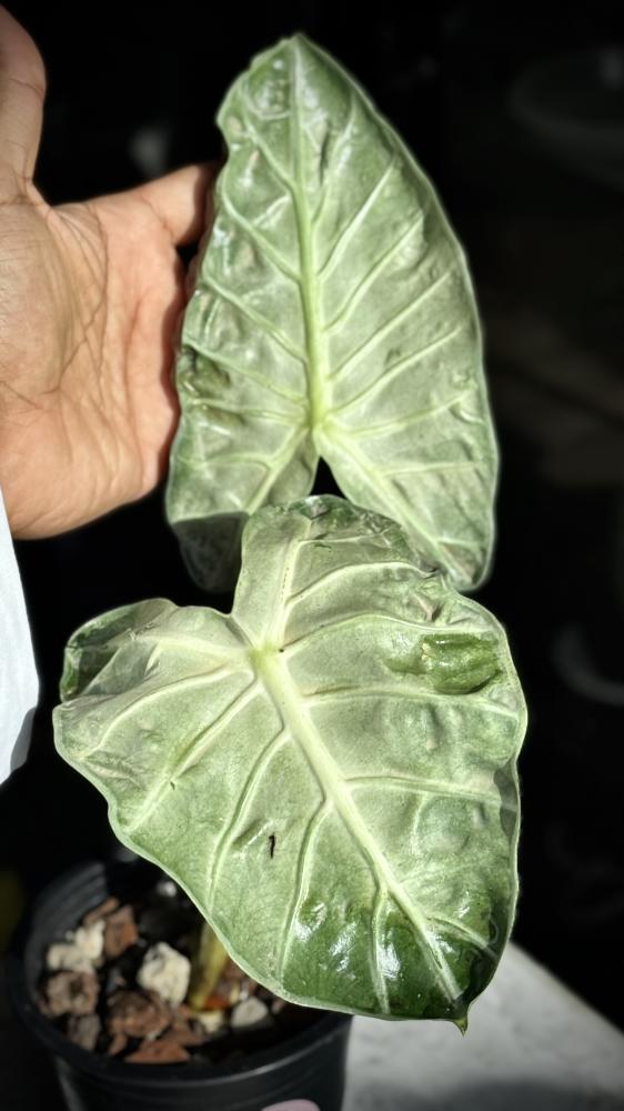 ALOCASIA HEART BALLOON