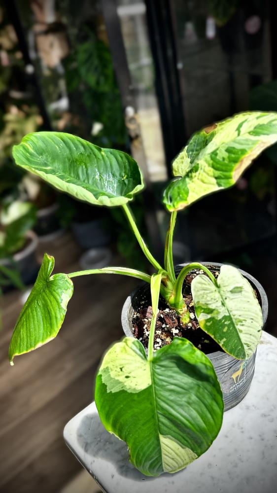 MONSTERA LANIATA MOTT