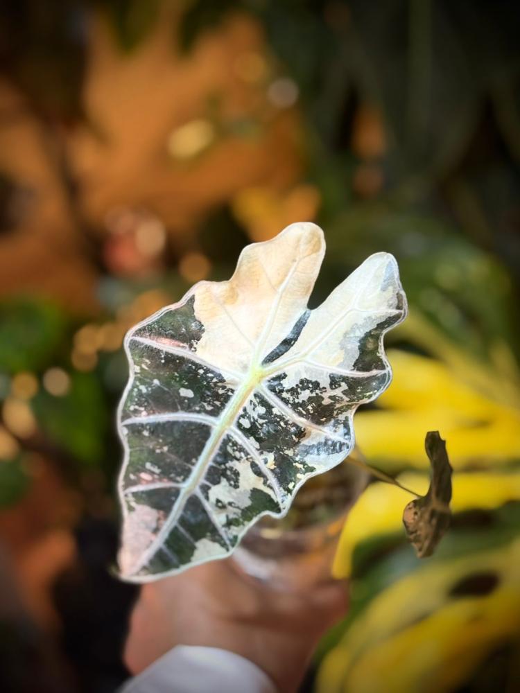 ALOCASIA AMAZONICA POLLY VARIEGATED