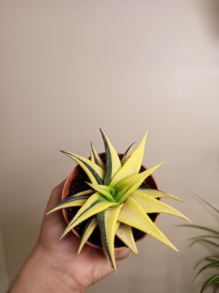 Haworthiopsis limifolia Two colors