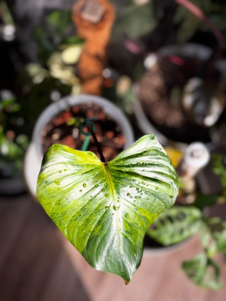 HOMALOMENA RUBESCENS