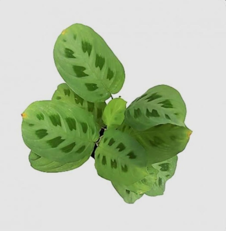 Maranta مارانتا مركن صغير