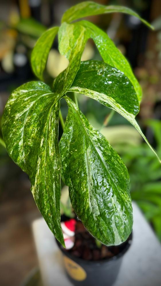 AMYDIUM MEDIUM VARIEGATED