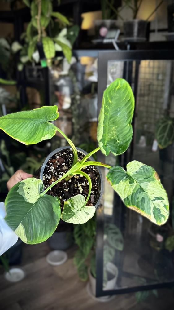 MONSTERA LANIATA MOTT