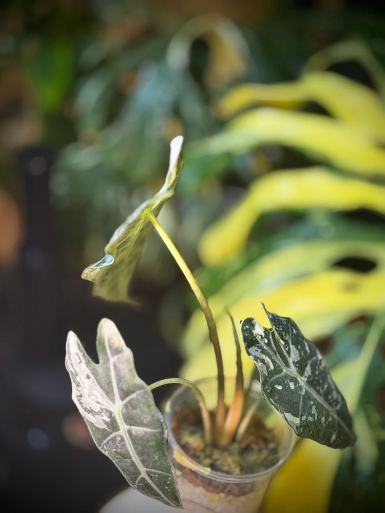 ALOCASIA AMAZONICA POLLY VARIEGATED