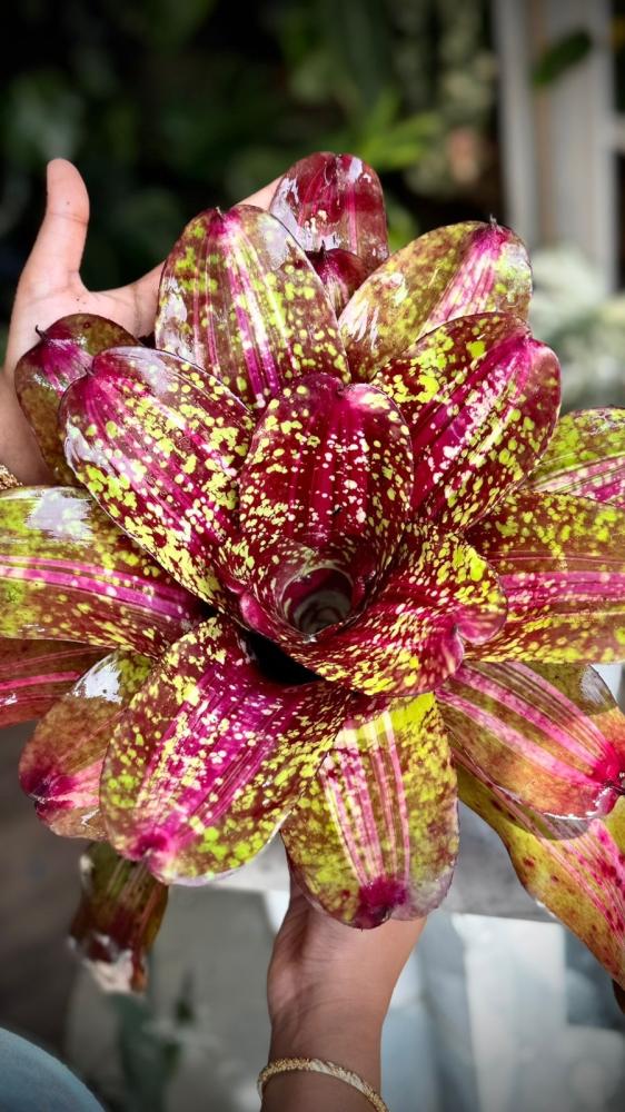 BROMELIAD MIX VARIETIES