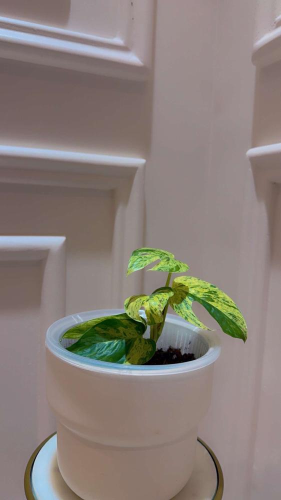 Epipremnum Pinnatum Marble Variegated