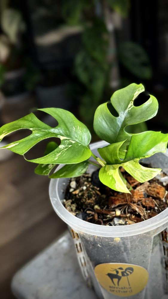 onstera ginny variegated