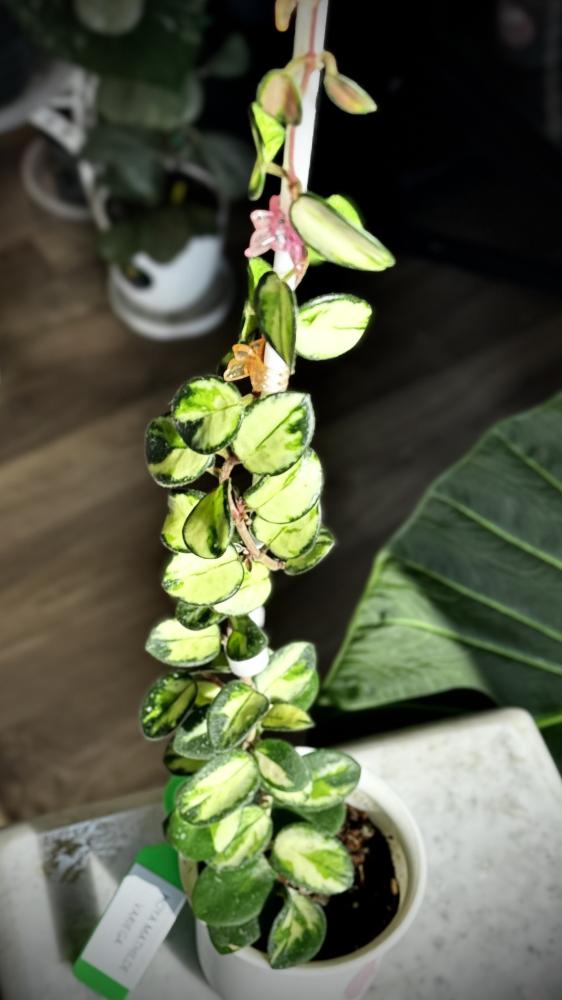 HOYA MATHILDE VARIEGA