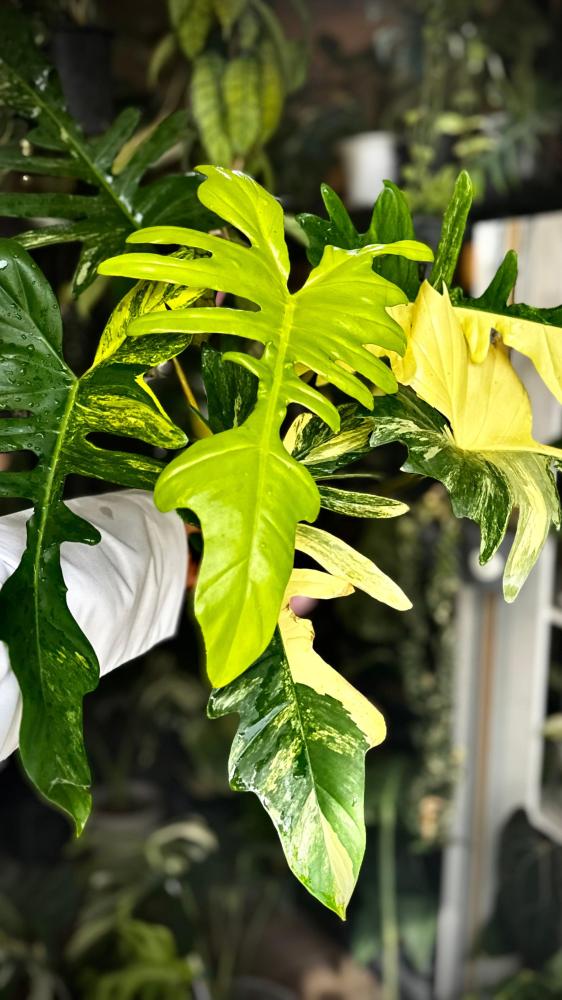 PHILODENDRON FLORIDA X MAYOI