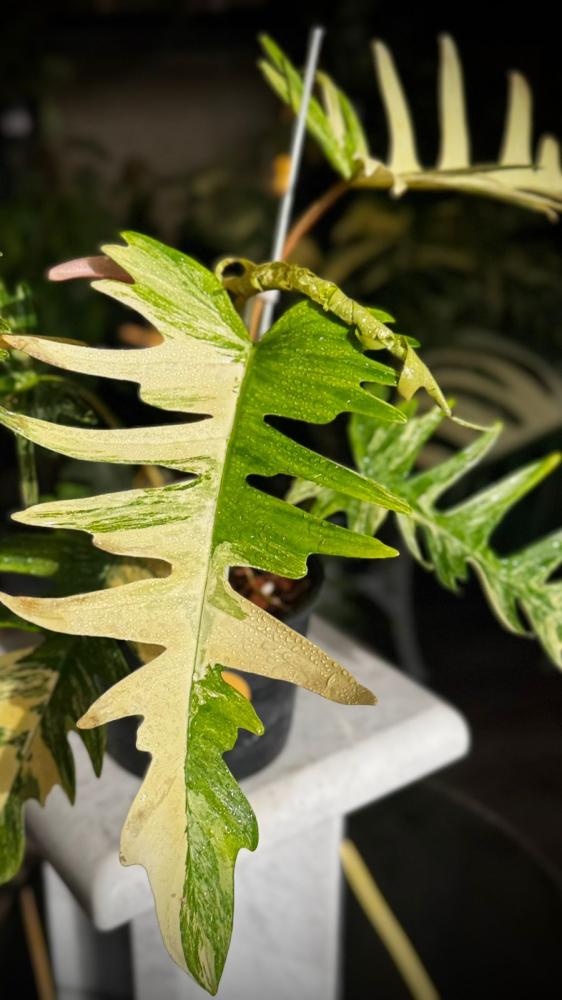 PHILODENDRON FLORIDA x TORTUM
