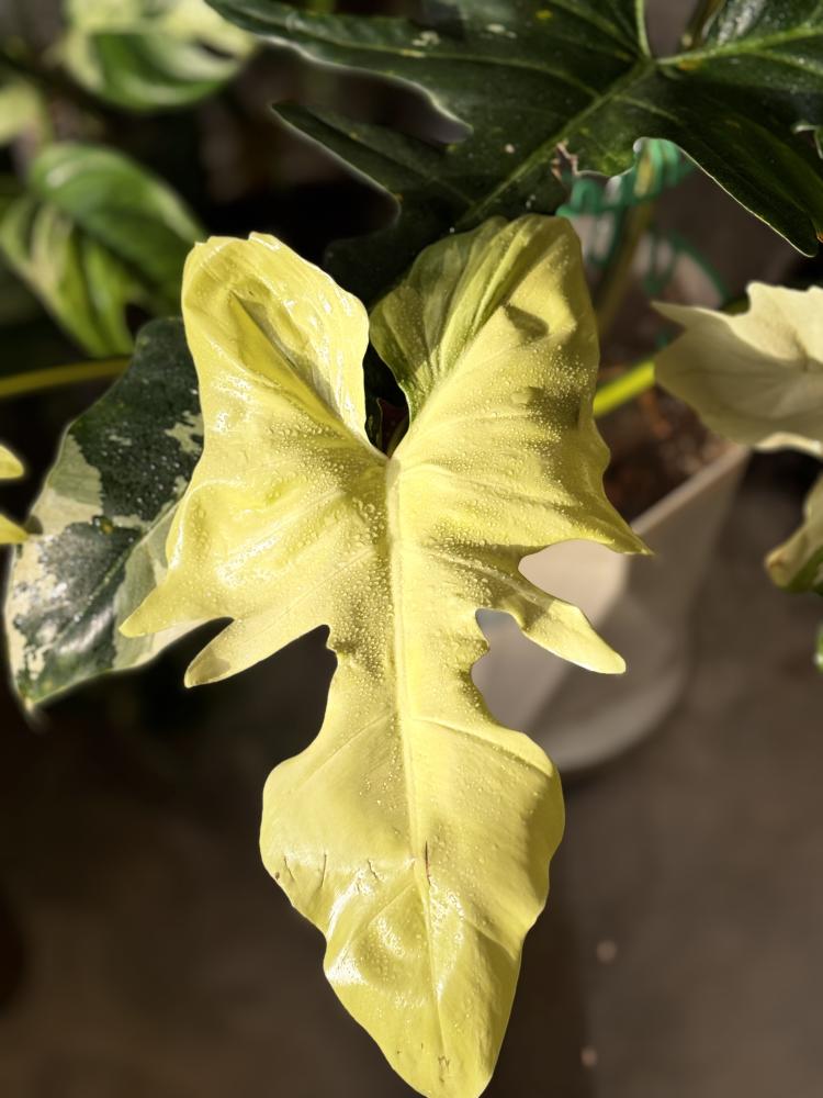Philodendron golden dragon variegated