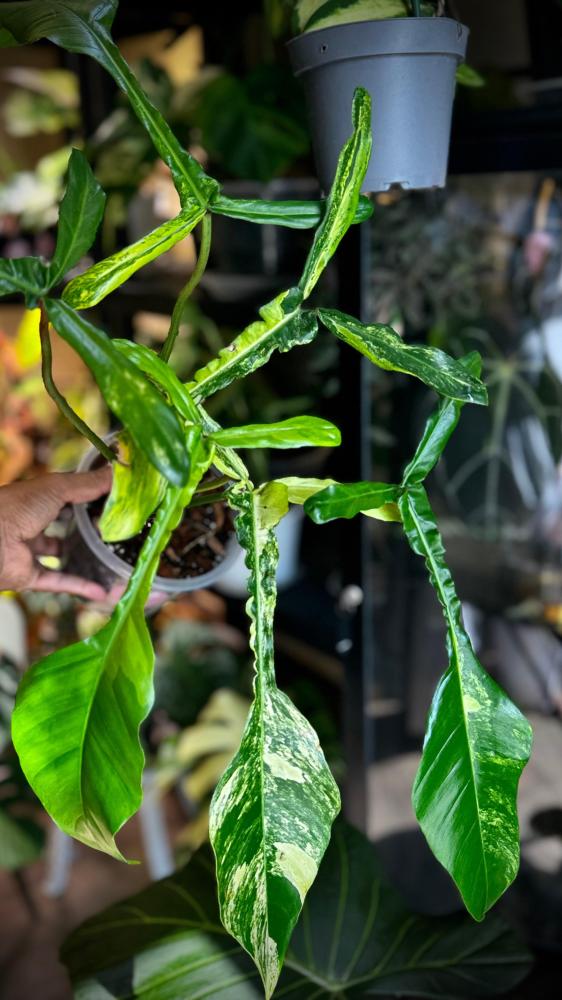 philodendron joepii variegated
