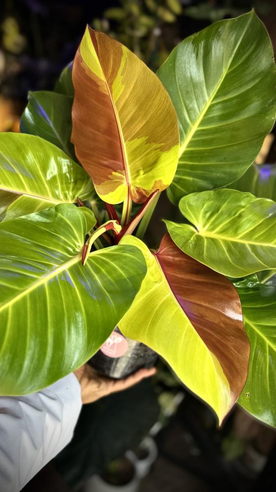 PHILODENDRON YELLOW FLAME