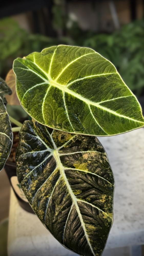 ALOCASIA BLACK VELVET GOLD