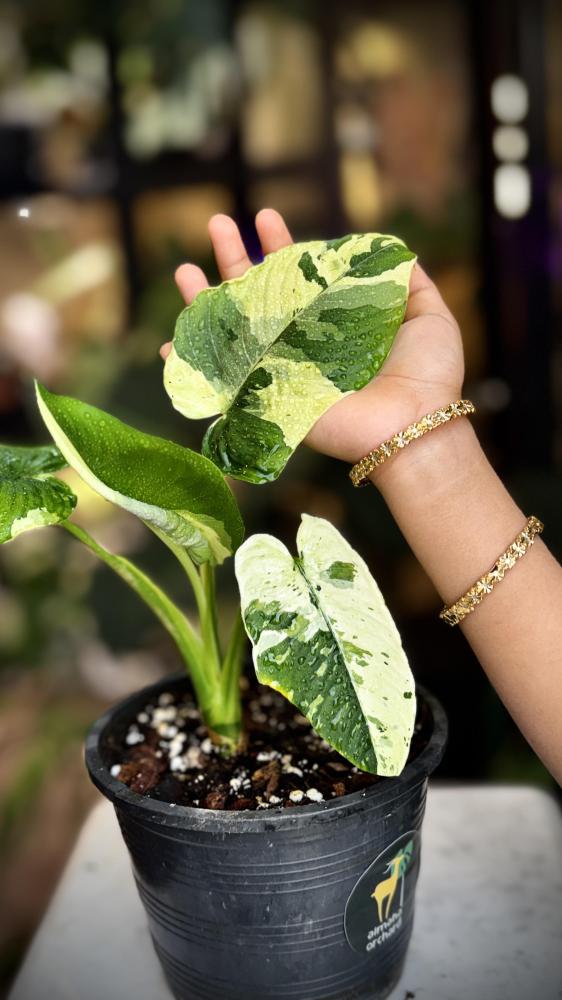 MONSTERA LANIATA MOTT