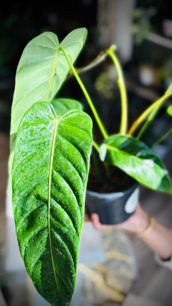 PHILODENDRON PATRICIAE