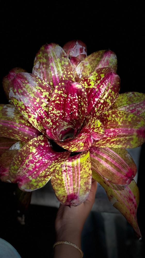 BROMELIAD MIX VARIETIES